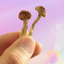 medical uses of shrooms in Canada