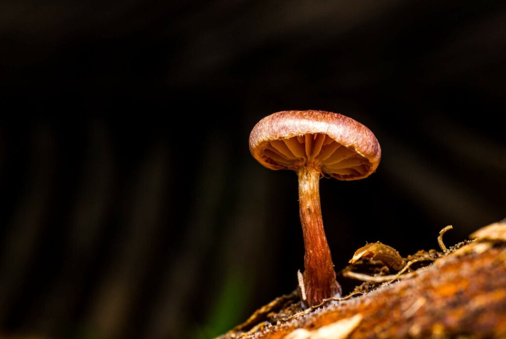 microdosing with mushroom