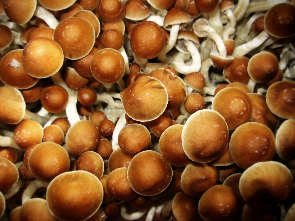 Exploring the Safety and Risks of Magic Mushroom Use