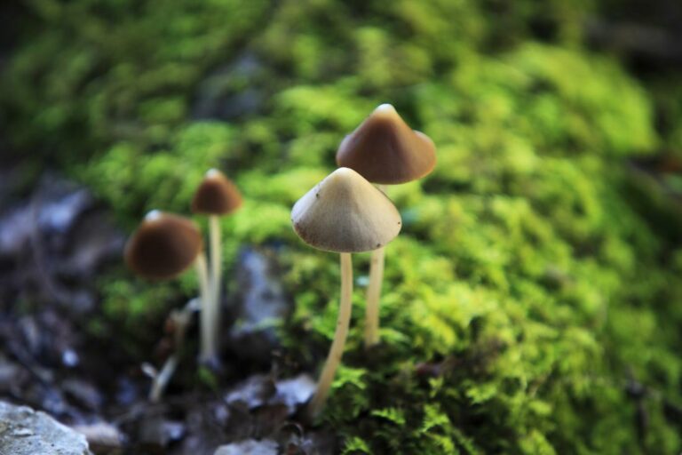 Microdosing Magic Mushrooms