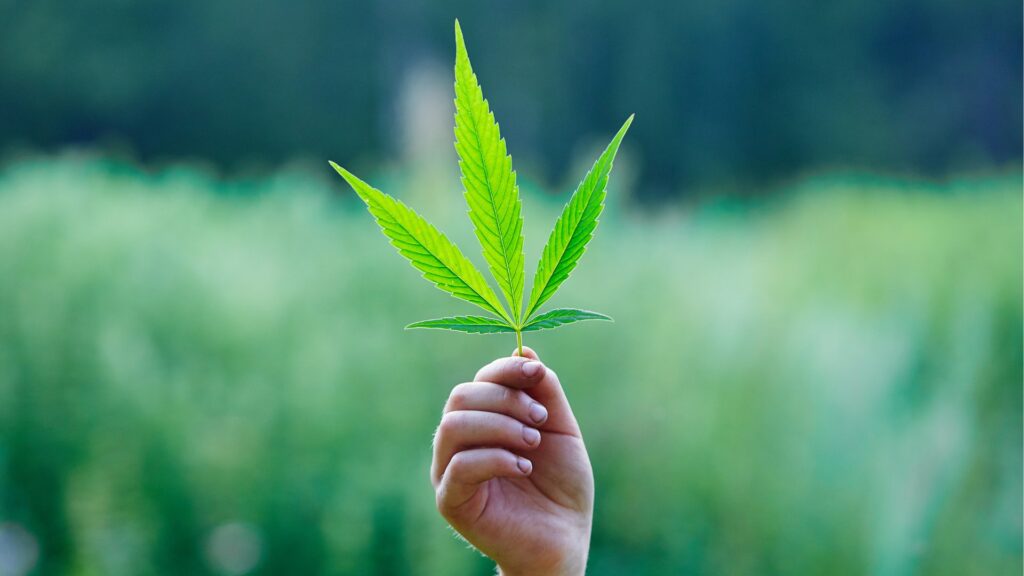 best-cannabis-seeds