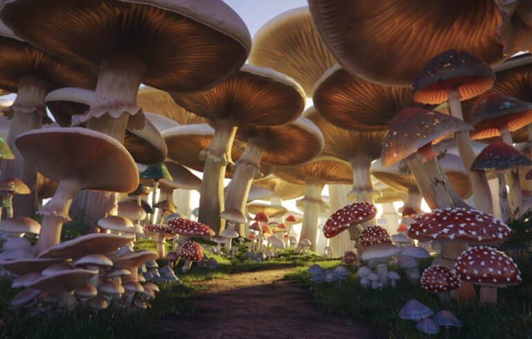 mashroom canada