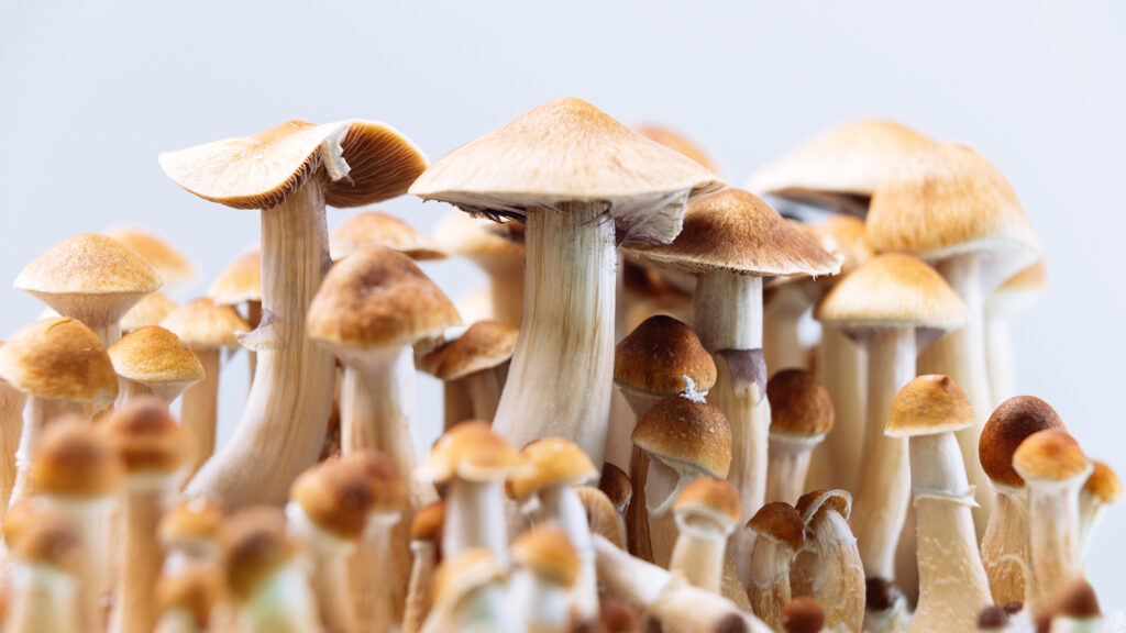 psychedelic psilocybin mushrooms