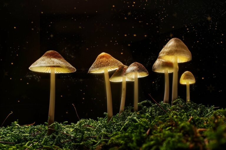 Magic mushrooms