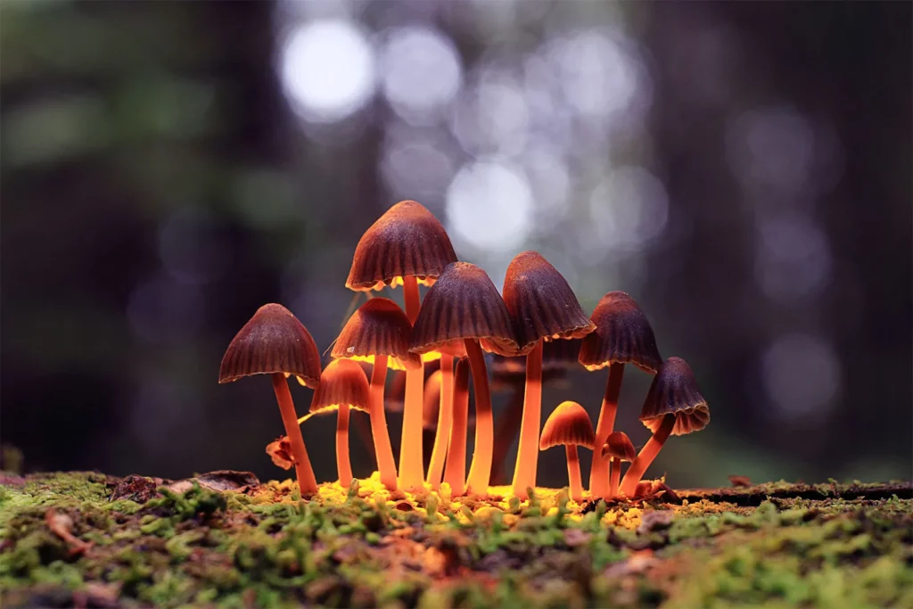Use of magic mushroom