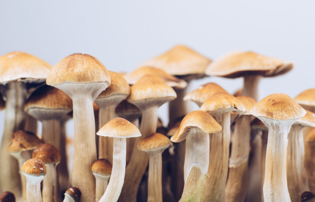 Beginner's Guide to Using Magic Mushrooms