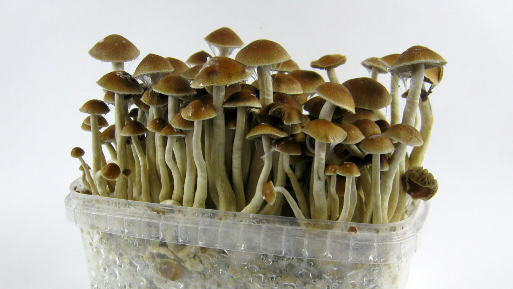 How to Prepare for a Magic Mushroom Trip