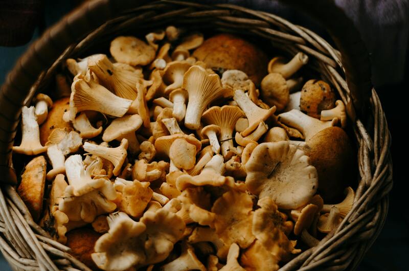 The Medicinal Potential of Magic Mushrooms Beyond Psychedelic Effects