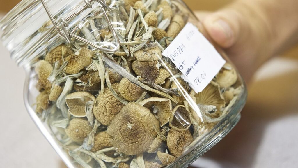 choose Quality Magic Mushroom Products