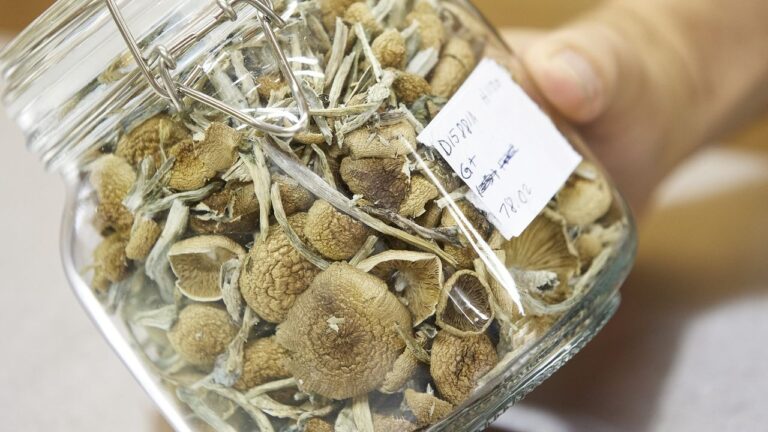 choose Quality Magic Mushroom Products