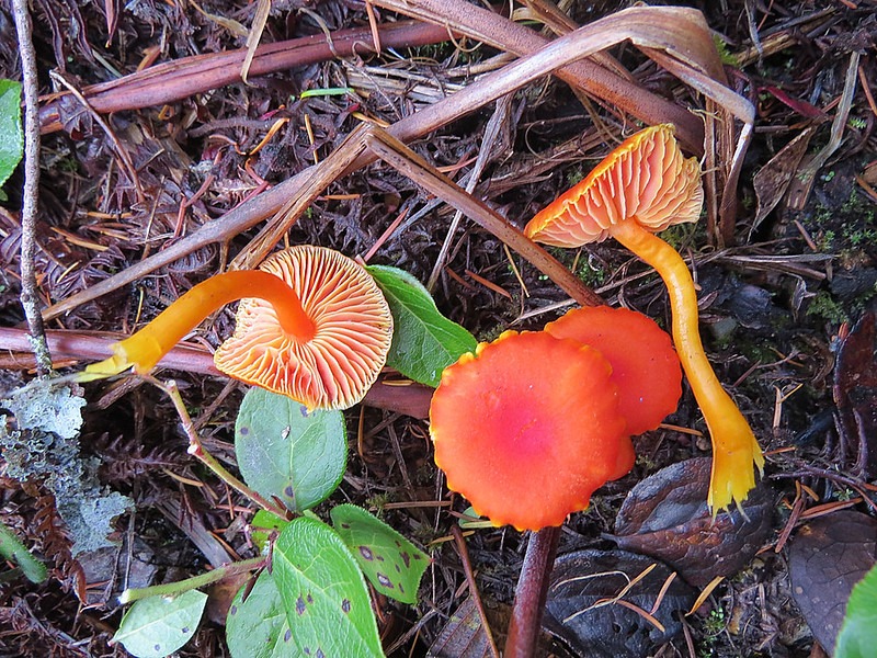 Foraging for Magic Mushrooms