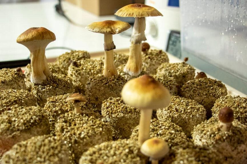 Cultivation of Psilocybin Mushrooms