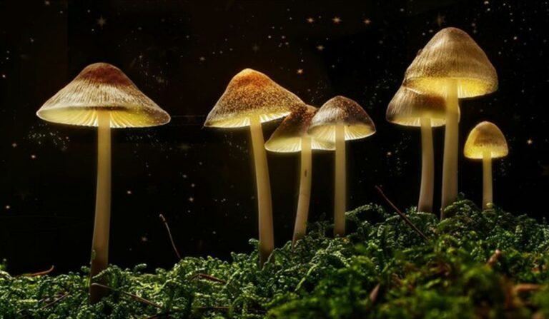 Magic mushroom for mental health