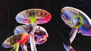global-rise-of-psychedelic-research